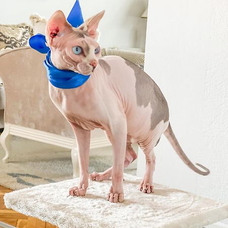 סייניצה Vila Petunija מראה חיצוני תמונה